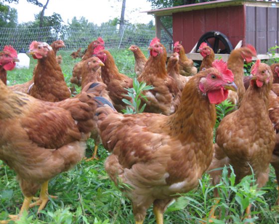 Poultry