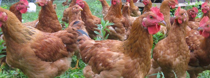 Poultry